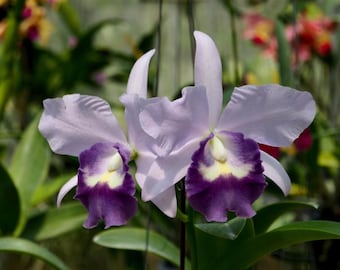 Orchid Cattleya Rhynchobrassoleya TLDC Divine Phoenix Live Plant