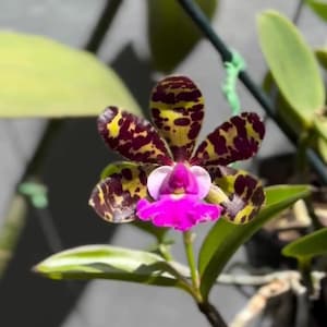 Cattleya Alcadndiae Tipo  Golaco - mascate x serginho large mature plant