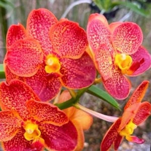 May include: A cluster of Vanda orchid flowers featuring vibrant red and orange petals with a dense pattern of small, dark red spots. Each flower has a bright yellow center and is attached to a green stem, showcasing a complex, layered structure.
