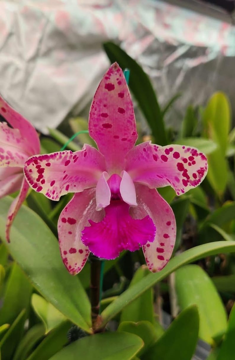 Labellum Color Cattleya Amethystoglossa X Cattleya Peckhaviensis Orchid Hybrid Plant ...