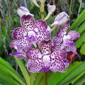 Vanda Kyra Green orchid - x-large blooming size plants