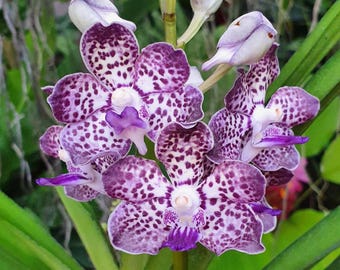 Vanda Kyra Green orchid - x-large blooming size plants