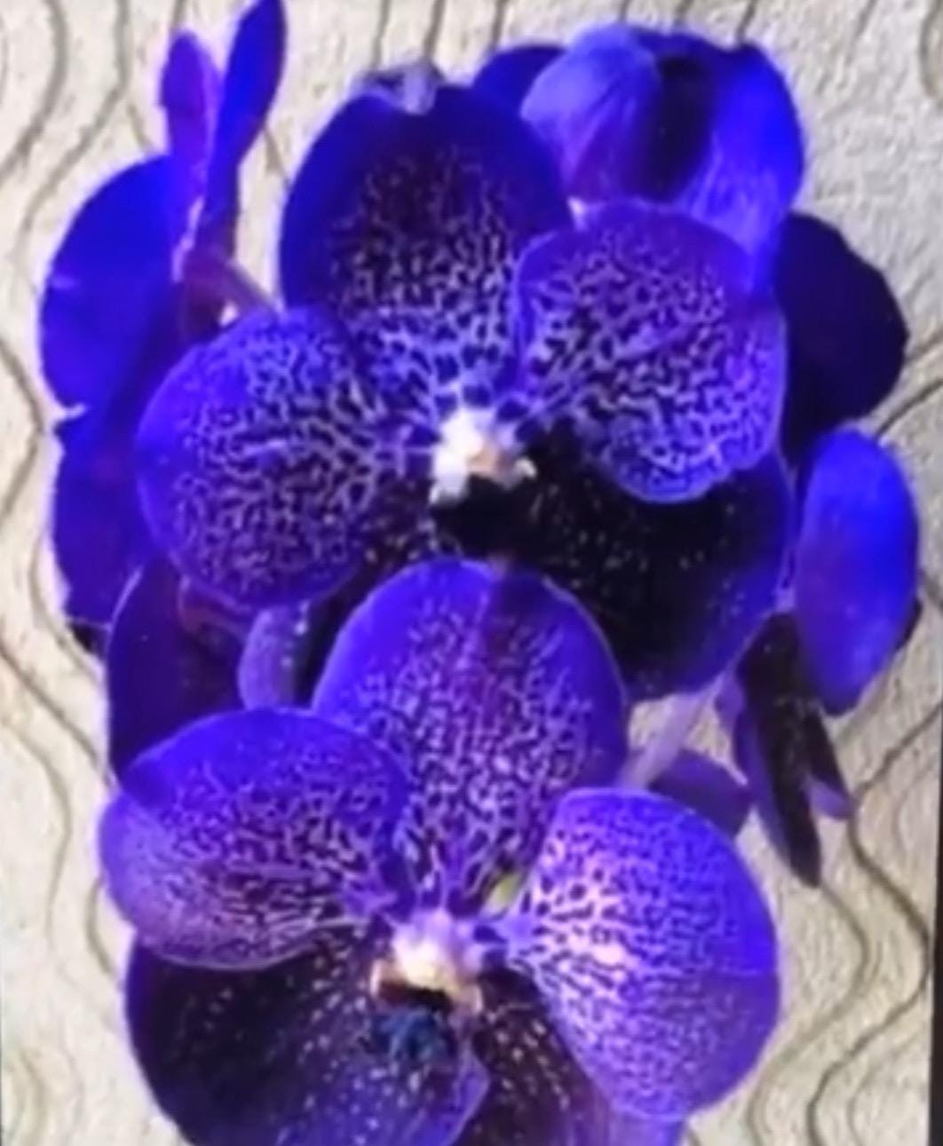 Vanda Pakchong Blue X Blitz Heartthrob #2- Blooming Size Orchid - Etsy