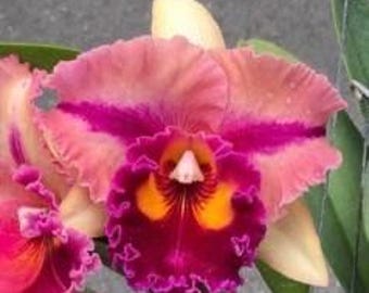 Cattleya Siam Golden Flare  Happy time - blooming size