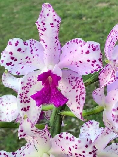 Rhyncholaeliocattleya Odom's Amethyst Leopard,  option A