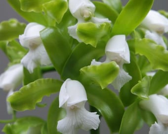 Cattleya tigrina alba -rare  green  Orchid plant  large Blooming Size division