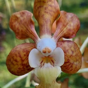 May include: Close-up of an orchid flower with brown and yellow petals. The flower has a white and yellow center with red markings. The petals have a textured appearance, and the background is blurred green.