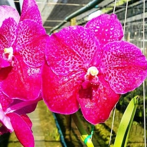 vanda Sirilak x bitz heartthrob- blooming size orchid
