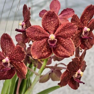 May include: A cluster of Vanda orchids featuring deep reddish-brown petals with a speckled pattern. Each flower has a central column with yellow and dark purple accents. The blooms are attached to a green stem with long, slender green leaves visible.