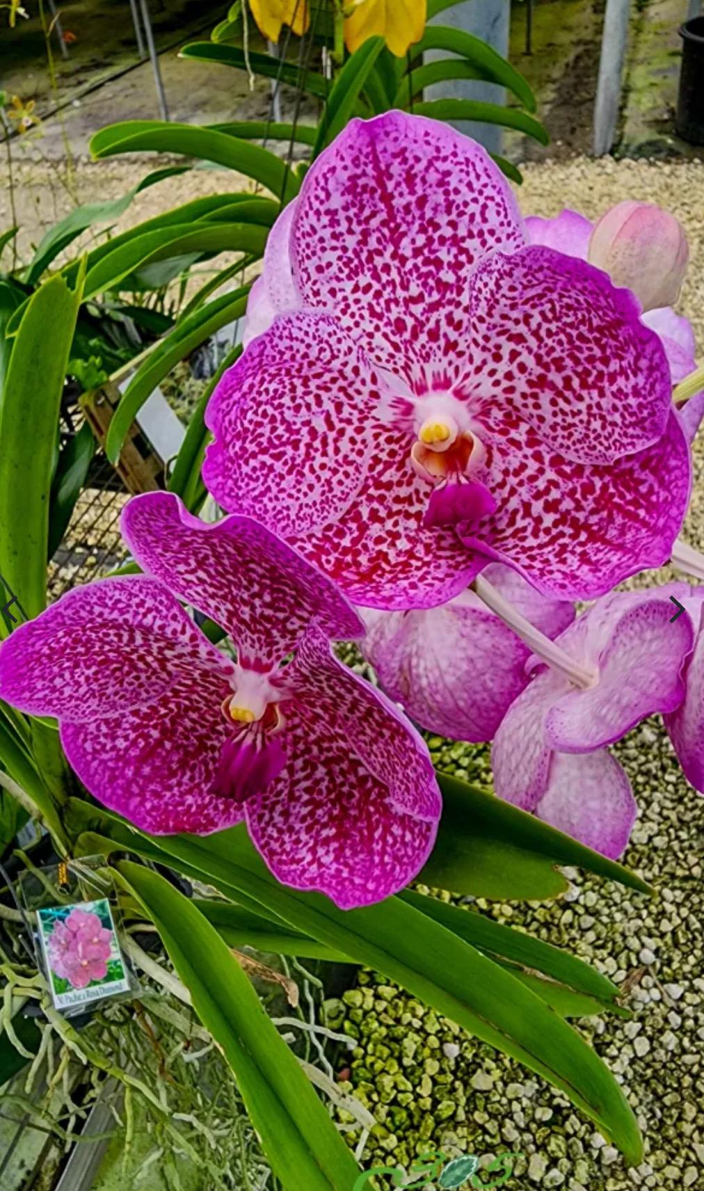 Vanda Pachara Rosa Diamond Orchid - Blooming Size - Etsy