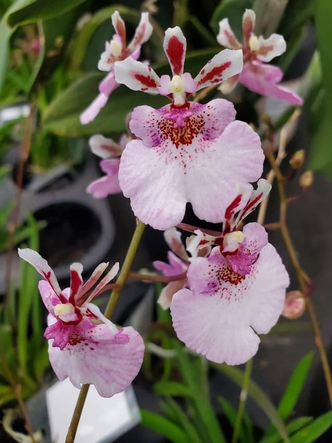 Tolumnia Jairak Firm 'sweet Pink' (pastel Pink) Mini Orchid - Etsy