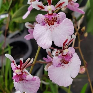 Tolumnia Jairak Firm ‘Sweet Pink’ (pastel pink)  mini orchid