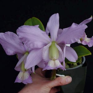 May include: A close-up of a Cattleya orchid with large, lavender petals and a light green center. The orchid is in a black pot, held by a hand, against a black background. The flower's delicate structure is visible.