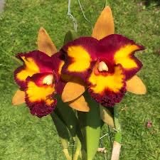 Rlc Siam Palette Golden Butterfly orchid  - cattleya seedling