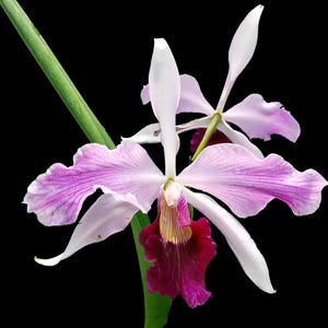 Laelia purpurata var. gilbert x var. atropurpurea - large plant blooming size