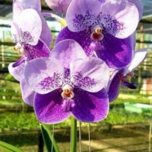 vanda general parinya two tone blue orchid- blooming size