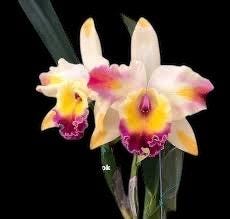 Cattleya Amazing Bangkok 'god Canvas'- Blooming Size Orchid - Etsy