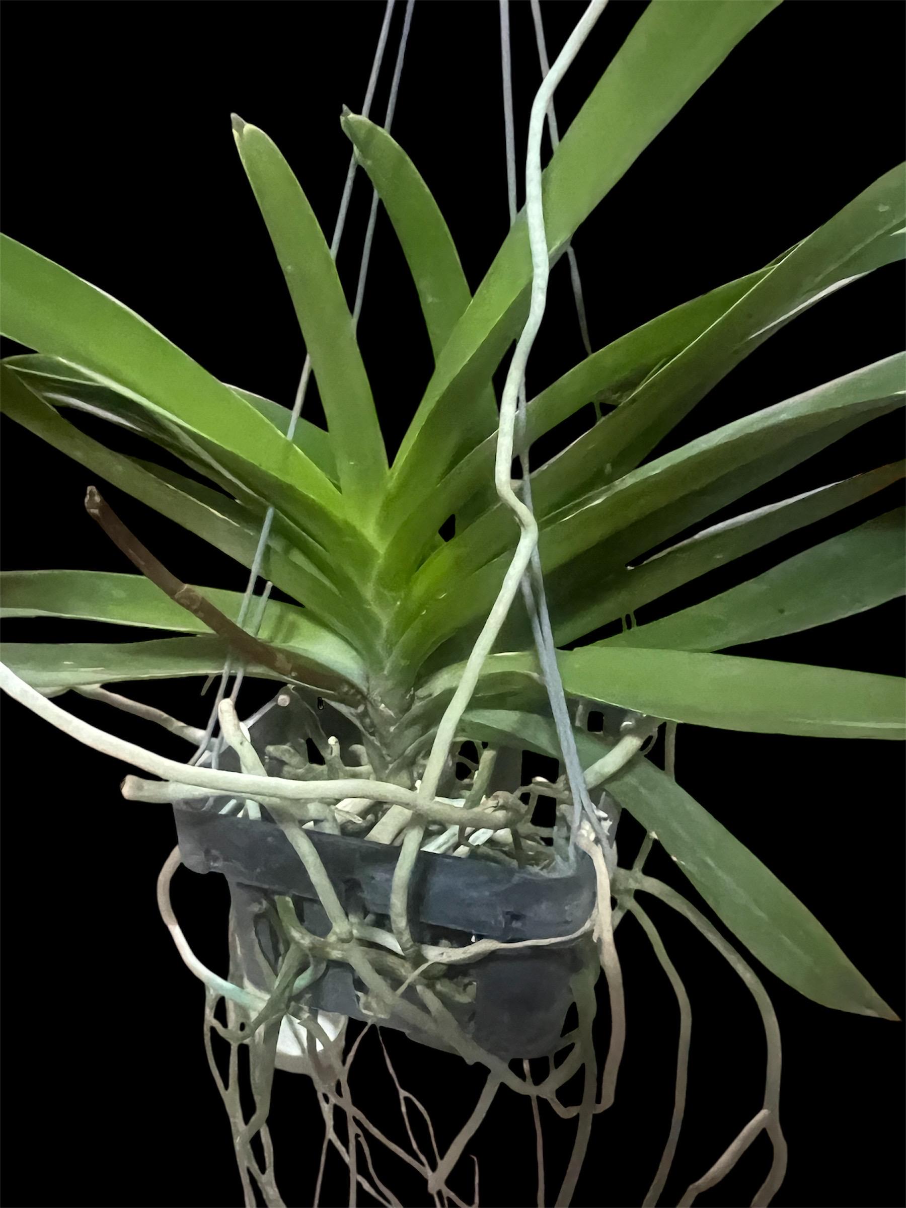 Vanda Double Rods Vanda Mimi Palmer Coerulea -double Plants/2 Orchids in One Basket ...