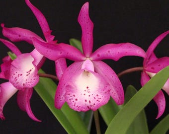 Cattleya little mermaid - blooming size orchid