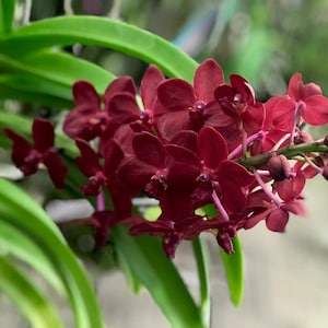 Vandachostylis Roll on Red - blooming size orchid