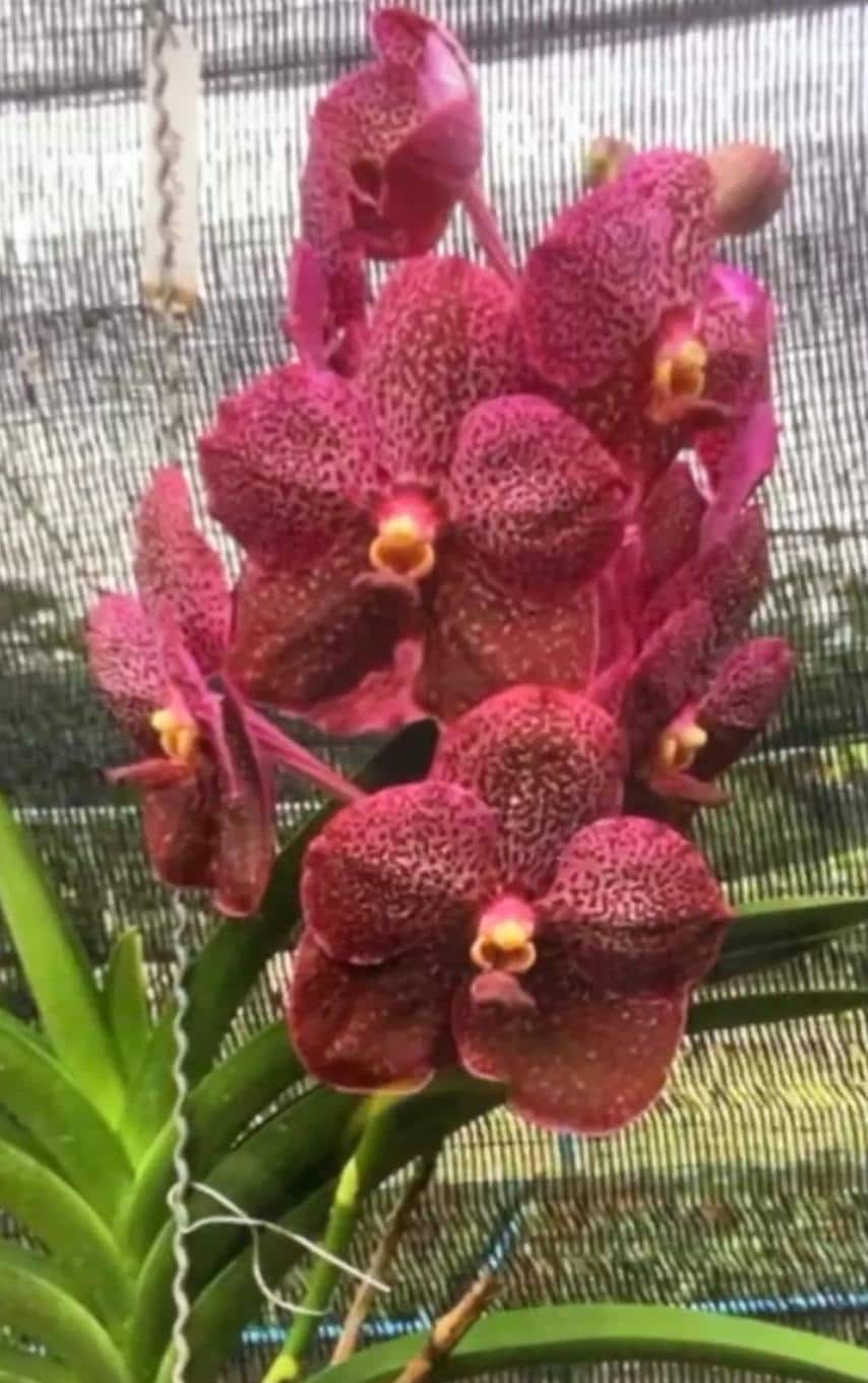 Vanda Kulwadee Fragrance X Dr. Anek- Blooming Size Orchid - Etsy