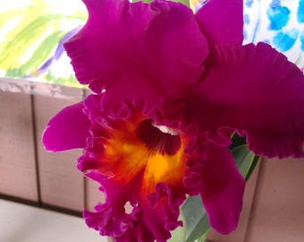 Rhyncholaeliocattleya Yoko Kilbourne, Hawaii Hybrid Orchid Plant