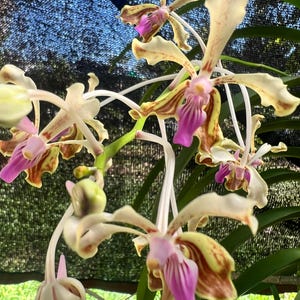 May include: An orchid plant featuring multiple blooms with elongated, cream-colored petals marked by brown streaks. Each flower has a prominent, vibrant magenta-pink central lip with distinct vertical stripes and a light green stem structure.