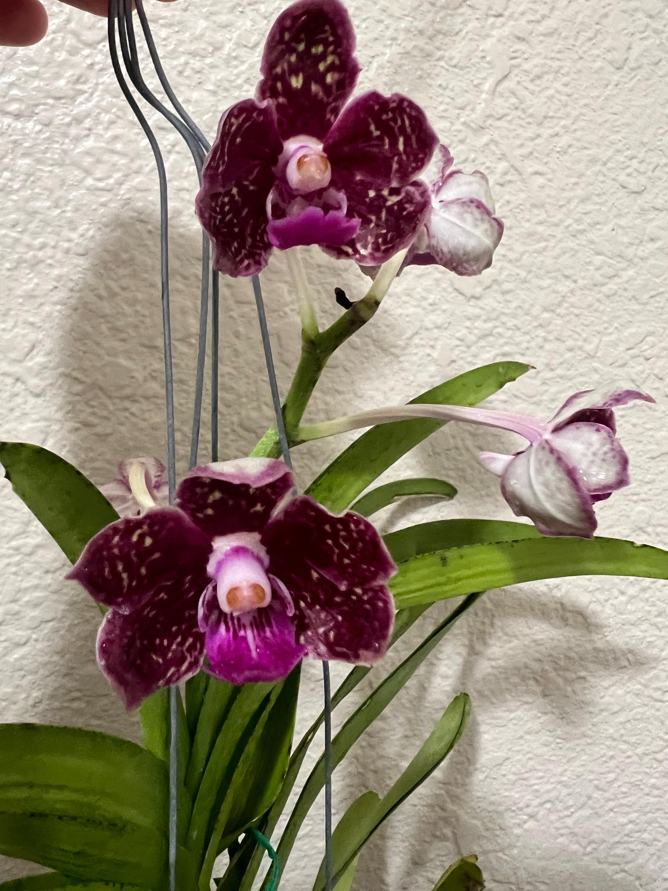 Vanda Thailand X Tessellata X Mimi Palmer Orchid - Blooming Pls