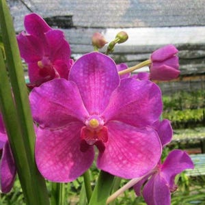 vanda papilionanda hilo rose x vanda bitz heartthrob pinkish red orchid