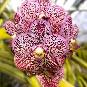 May include: Close-up of a vibrant orchid with speckled petals. The flower showcases a mix of pink, purple, and maroon hues, with a yellow center. The petals are densely covered in dark spots, creating a unique pattern. The background is blurred, highlighting the orchid.