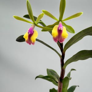 Epicattleya Rene Marques &#39;Flame Thrower&#39; orchid