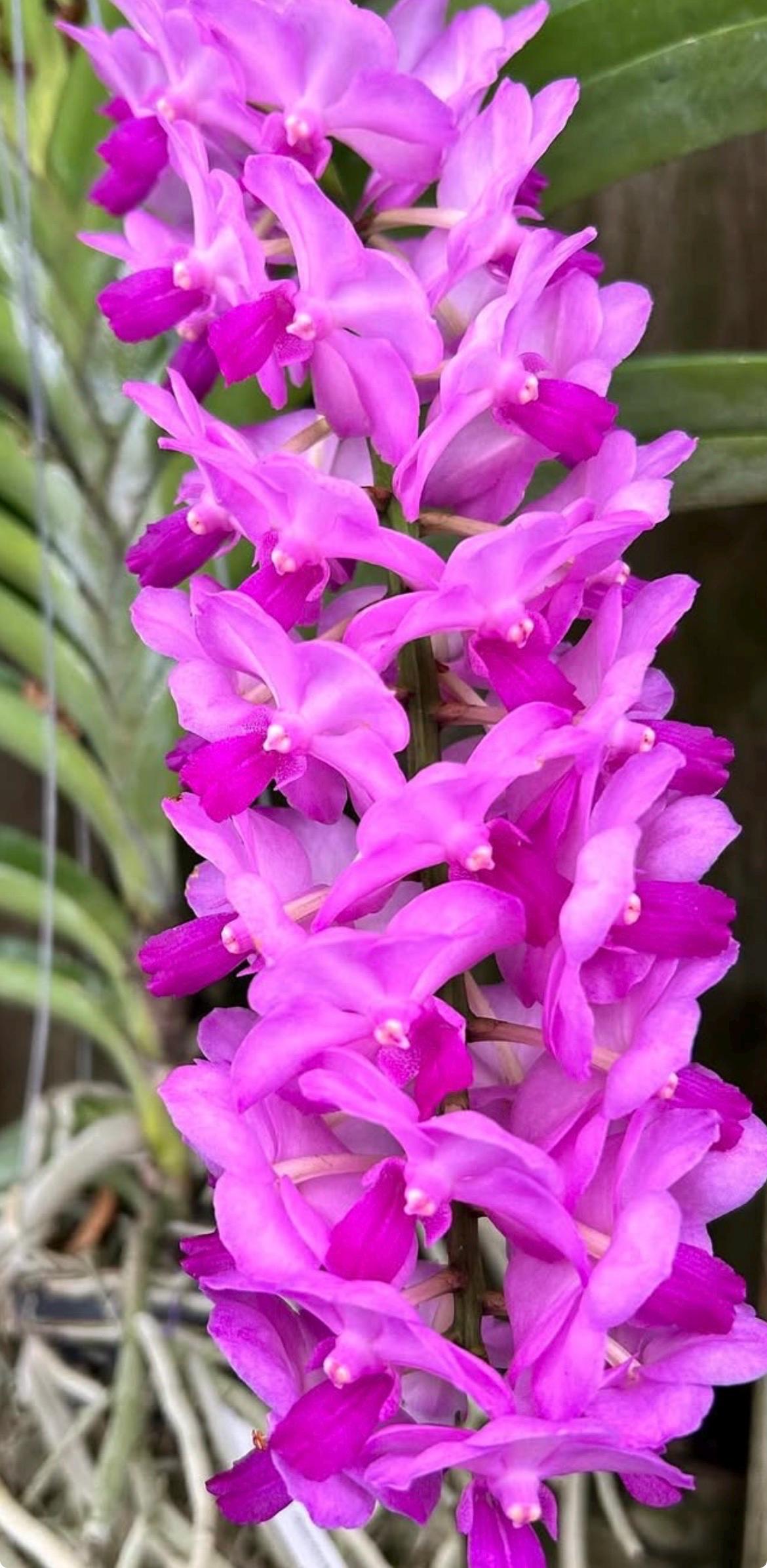 Vanda Ananiah Tkatchenko- Large Blooming Size Pink Orchid - Etsy