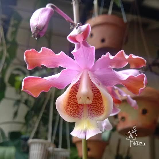 Myrmecophila Tibicinis X-large Orchid Plant for Collectors - Etsy