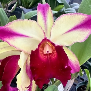 BIc. Dora Louise Capen &#39;Lea&#39; - orchid plant