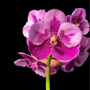 May include: Close-up of a vibrant orchid with purple and white petals. The flower has a deep purple center and a green stem, set against a black background. The petals have a speckled pattern.