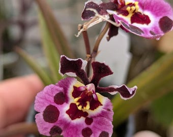 Tolumnia tufferfish - mini orchid