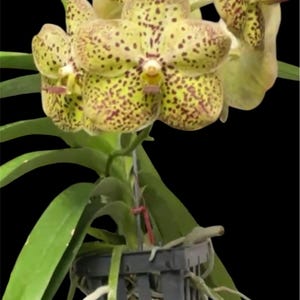 Vanda.Charles Good Fellow X Thai Spot new hybrid orchid