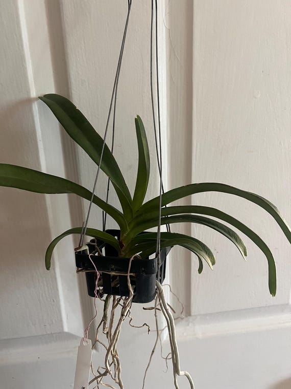 Vanda Black Star Orchid- (black Orchid Hybrid Blooming Size) - Etsy