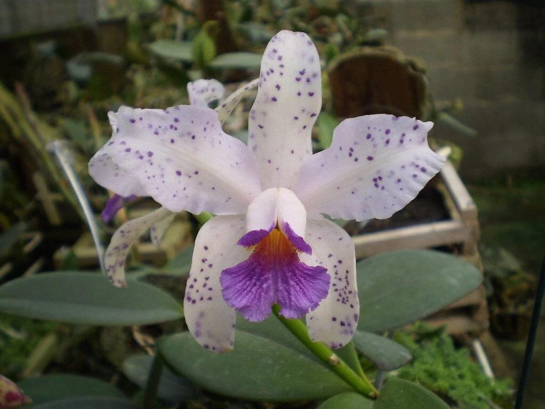 Cattleya Amethystoglossa Caerulea Caliman X Self- Blooming Size Plant ...