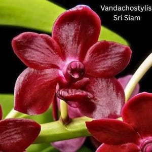 May include: A deep burgundy Vandachostylis Sri Siam orchid flower with five rounded petals and a central column. The plant features a light green stem and is labeled with the text Vandachostylis Sri Siam in the upper right corner.