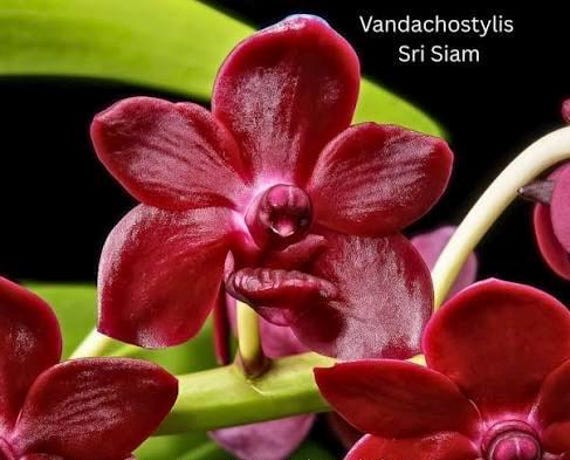 Vanda Sri Siam orchid plant. - mature blooming size medium size flower extremely fragrant and dark - collectors piece