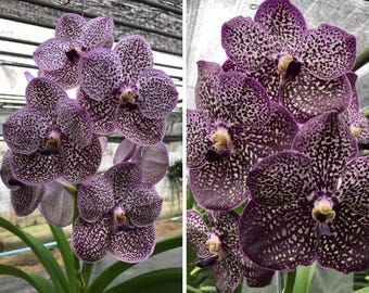 Vanda Gordon Dillon “ Lea “ X Kasem's Delight - Orchid Blooming