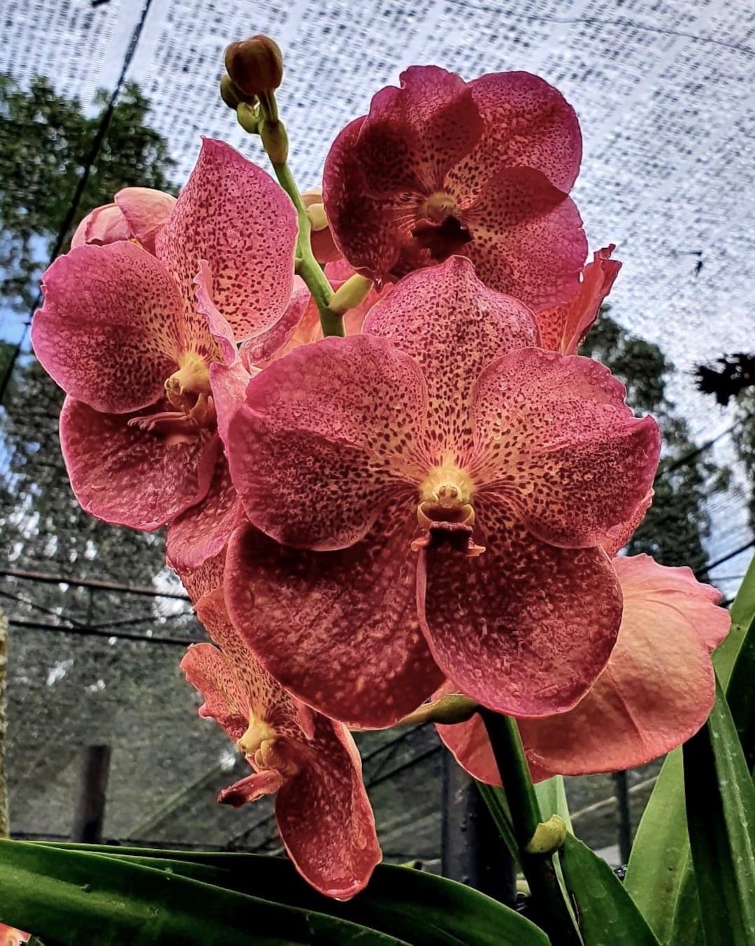 Vanda Adisak Happiness, S.worawongwasu 2010 - Orchid Plant - Etsy