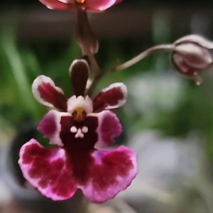 tolumnia jairak koromo - minature orchid