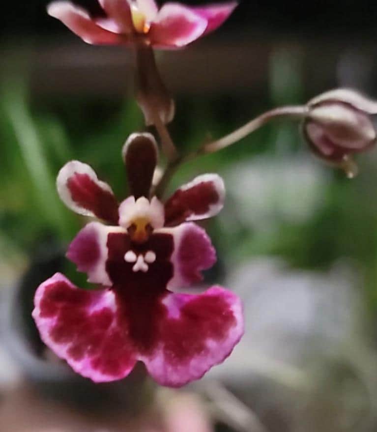 Tolumnia Jairak Koromo - Minature Orchid - Etsy