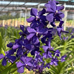 May include: Close-up of a cluster of vibrant purple Vanda Suwannaphum Blue Finch orchids. The flowers have a textured appearance and are in full bloom. The image includes the text "Vanda. Suwannaphum Blue Finch".