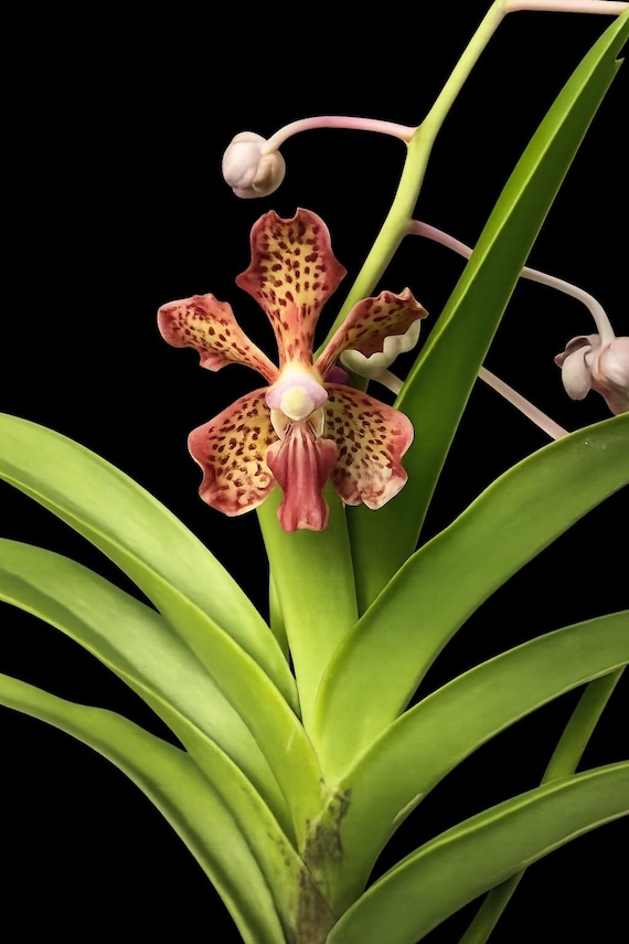 vanda llamallata- large recently bloomed orchid one of a kind hybrid