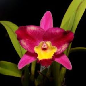 Laeliocatttleya Tokyo Magic&#39;6-1&#39;AM/AOS x Slc.Fire Fantasy &#39;Royalty orchid. plant