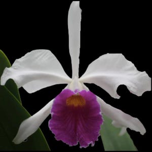 Cattleya mossiae x Cattleya purpurata - X-Large orchid  plant blooming size with a new growth