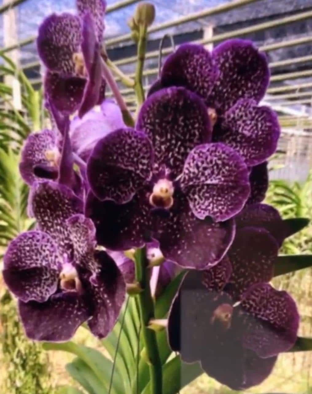 Vanda delight x bitz heartthrob black orchid